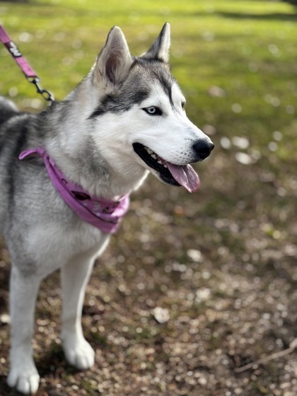 Misty, an adoptable Mixed Breed in Walla Walla, WA, 99362 | Photo Image 3