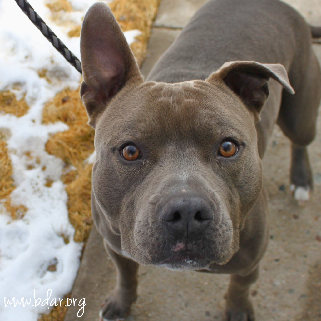 Diesel, an adoptable Pit Bull Terrier in Cheyenne, WY, 82009 | Photo Image 1