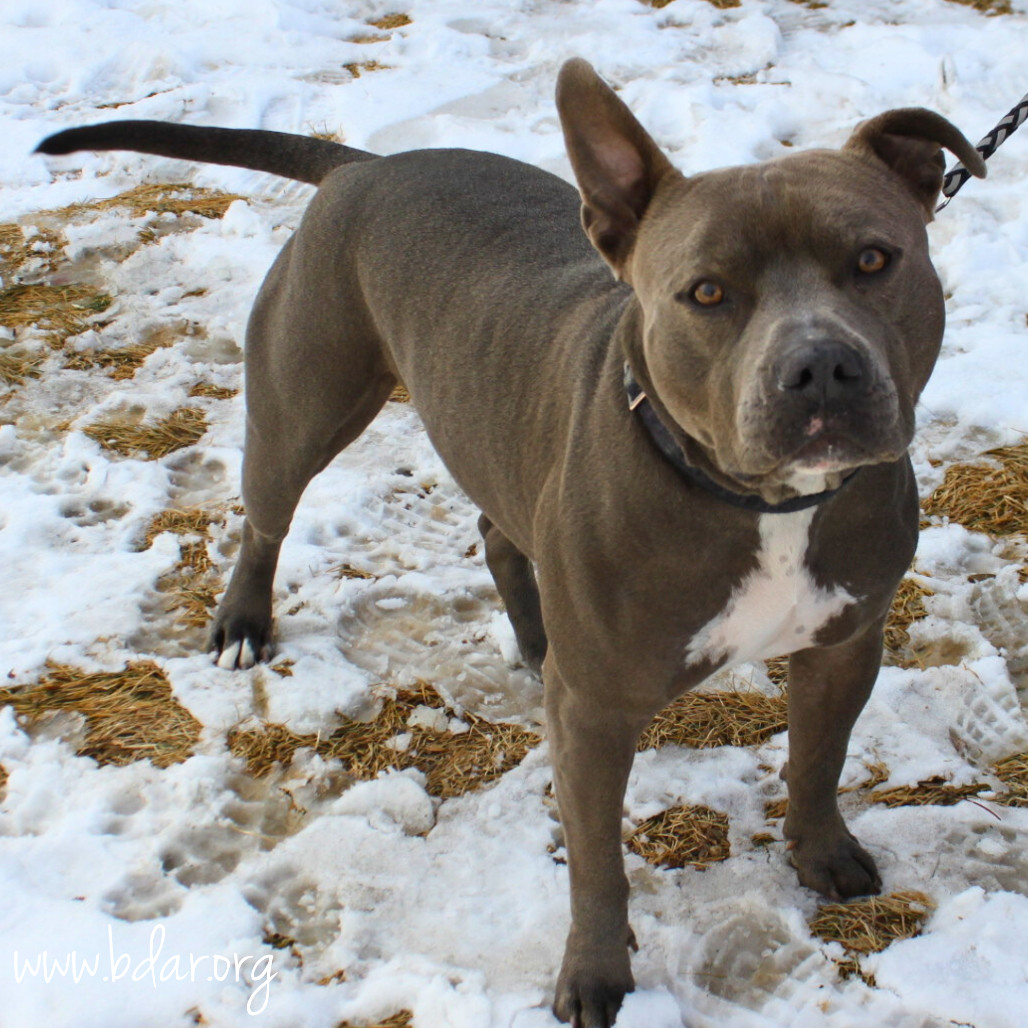 Diesel, an adoptable Pit Bull Terrier in Cheyenne, WY, 82009 | Photo Image 2