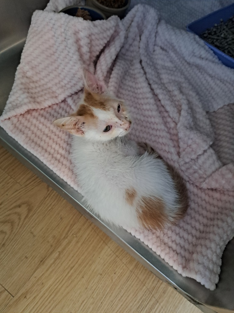 Harvey