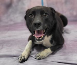 Romeo, Young Male Terrier
