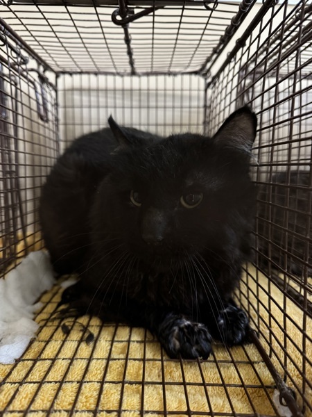 Matlock, an adoptable Domestic Short Hair in Spokane Valley, WA, 99212 | Photo Image 1