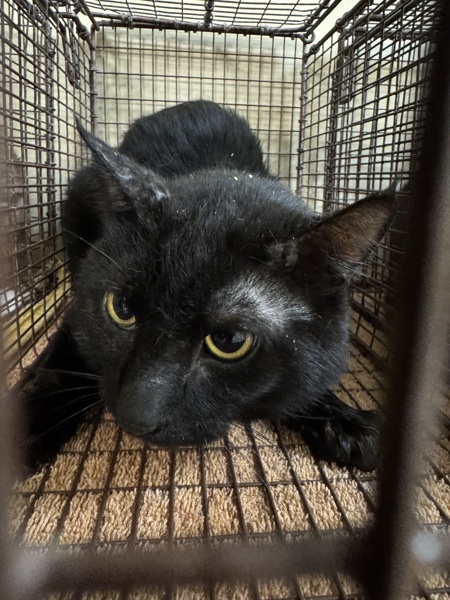 Billy Bob, an adoptable Domestic Short Hair in Spokane Valley, WA, 99212 | Photo Image 1