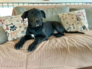 Bean, Young Male Golden Retriever
