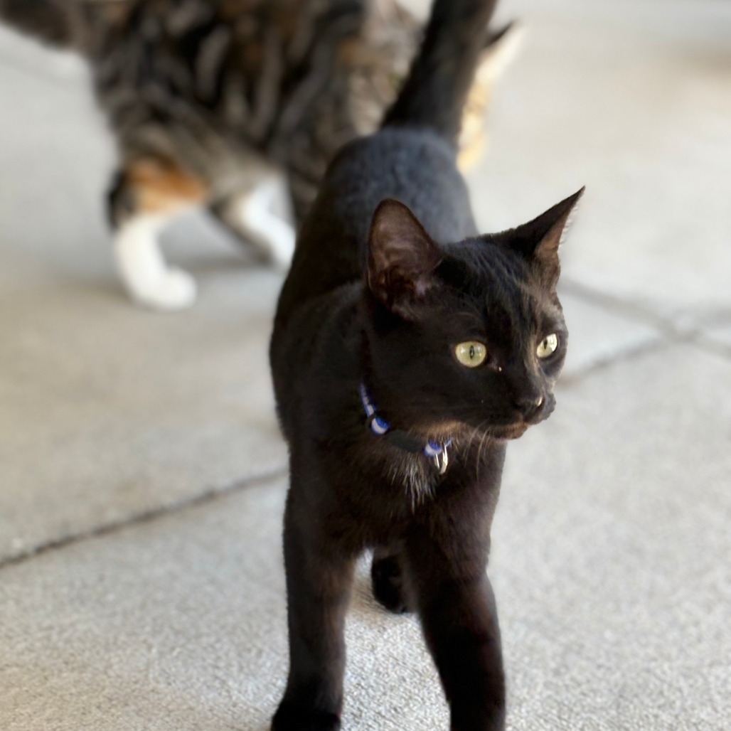 Simon, an adoptable Domestic Short Hair in Donalsonville, GA, 39845 | Photo Image 1
