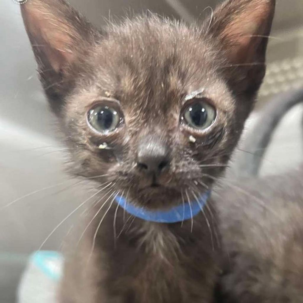 Simon, an adoptable Domestic Short Hair in Donalsonville, GA, 39845 | Photo Image 2