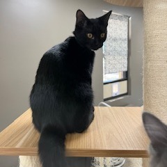 Theodore, Young Male unknown
