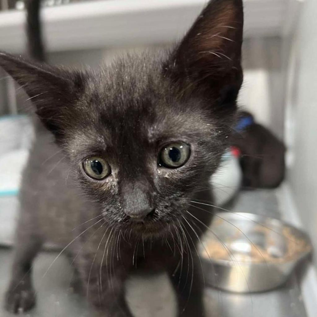 Theodore, an adoptable Domestic Short Hair in Donalsonville, GA, 39845 | Photo Image 2