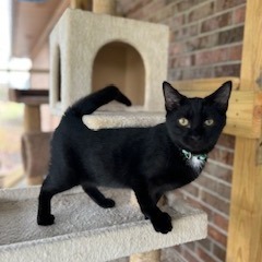 Theodore, an adoptable Domestic Short Hair in Donalsonville, GA, 39845 | Photo Image 3