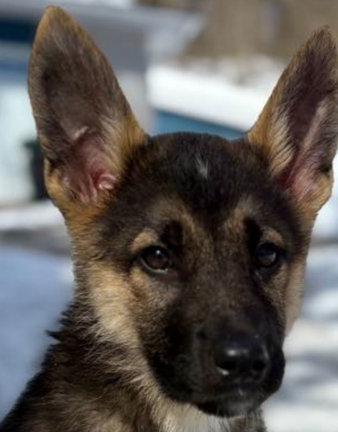 OBI, an adoptable Shepherd, Husky in Minesing, ON, L9X 0C2 | Photo Image 1