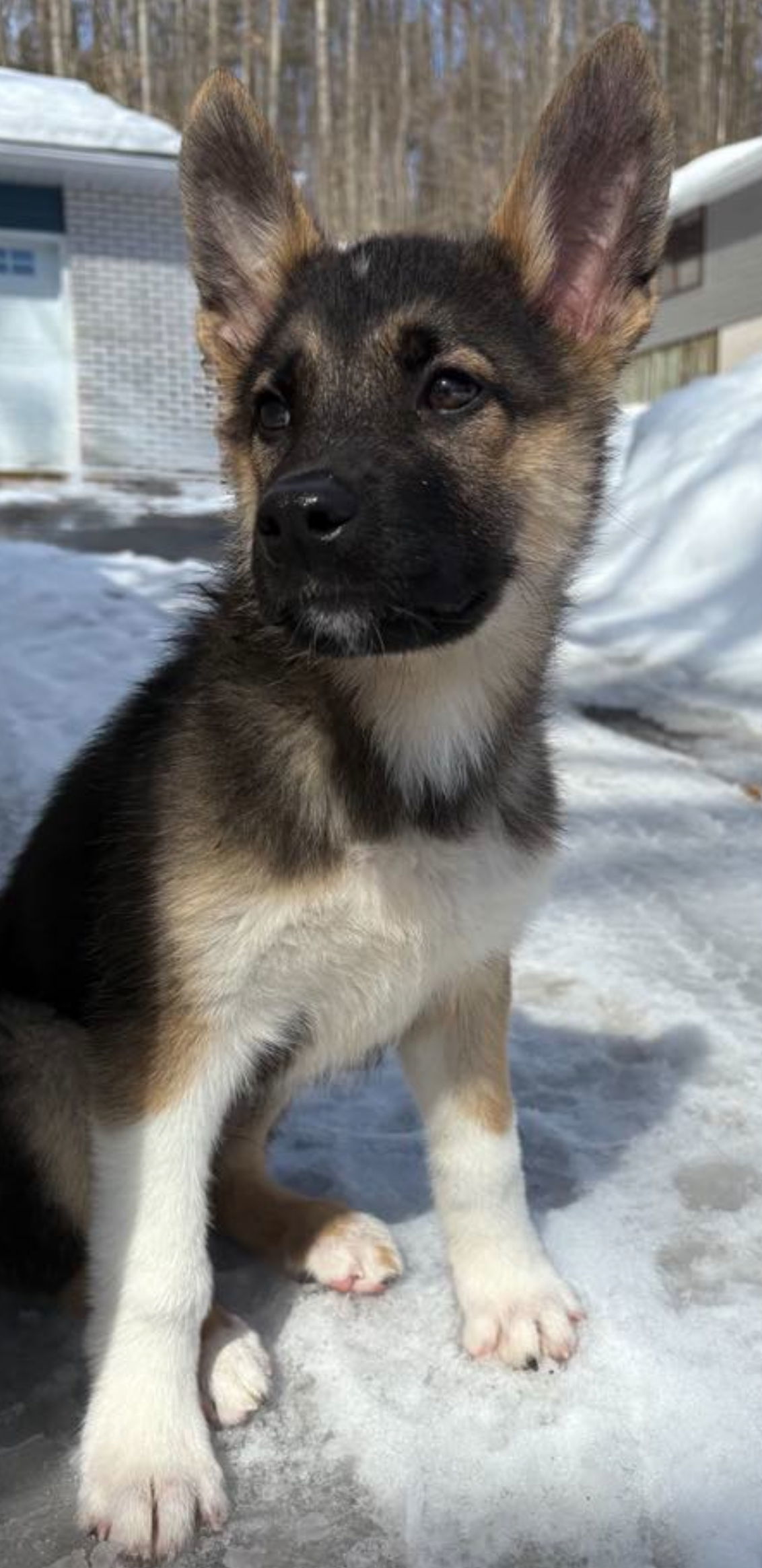 OBI, an adoptable Shepherd, Husky in Minesing, ON, L9X 0C2 | Photo Image 2