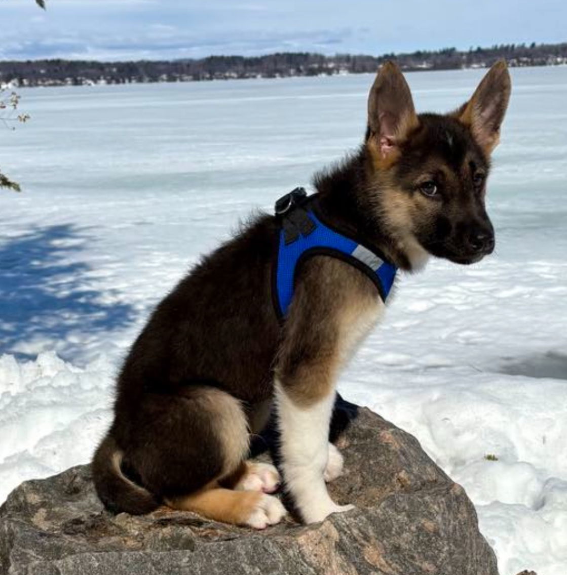 OBI, an adoptable Shepherd, Husky in Minesing, ON, L9X 0C2 | Photo Image 3