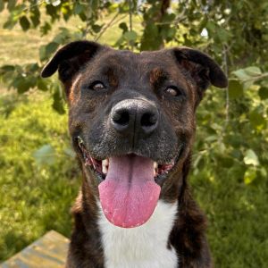 About me -Im a social butterfly I love to meet new people and will come right up to you hoping