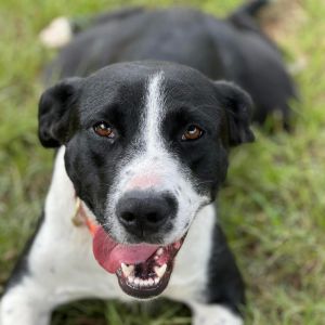 June, Young Female Terrier