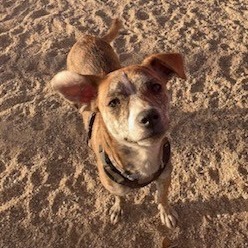 Adobe Mud, an adoptable Mixed Breed in Las Cruces, NM, 88012 | Photo Image 1