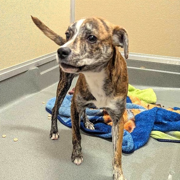 Adobe Mud, an adoptable Mixed Breed in Las Cruces, NM, 88012 | Photo Image 2