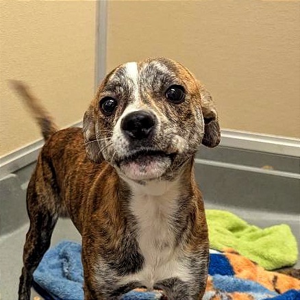 Adobe Mud, an adoptable Mixed Breed in Las Cruces, NM, 88012 | Photo Image 3