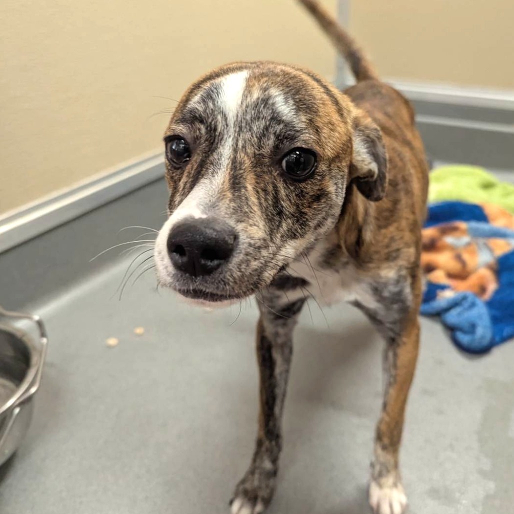 Adobe Mud, an adoptable Mixed Breed in Las Cruces, NM, 88012 | Photo Image 4