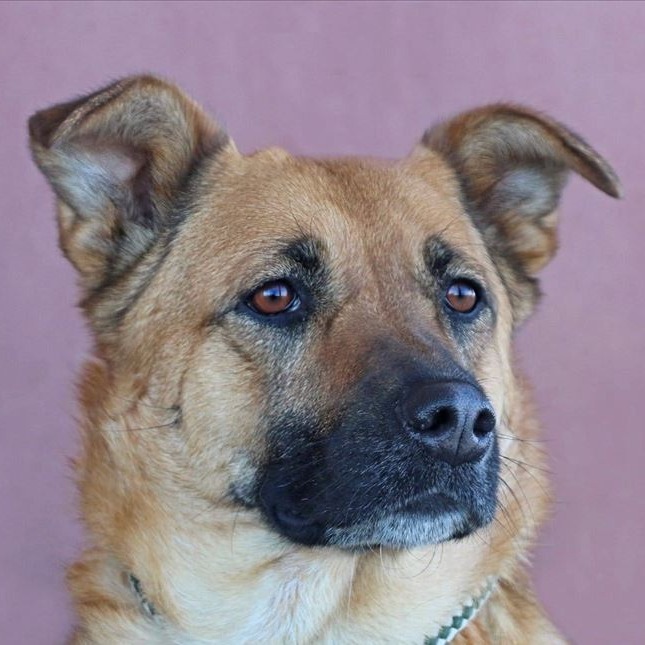 Beverly, an adoptable German Shepherd Dog, Cattle Dog in Rexburg, ID, 83440 | Photo Image 1