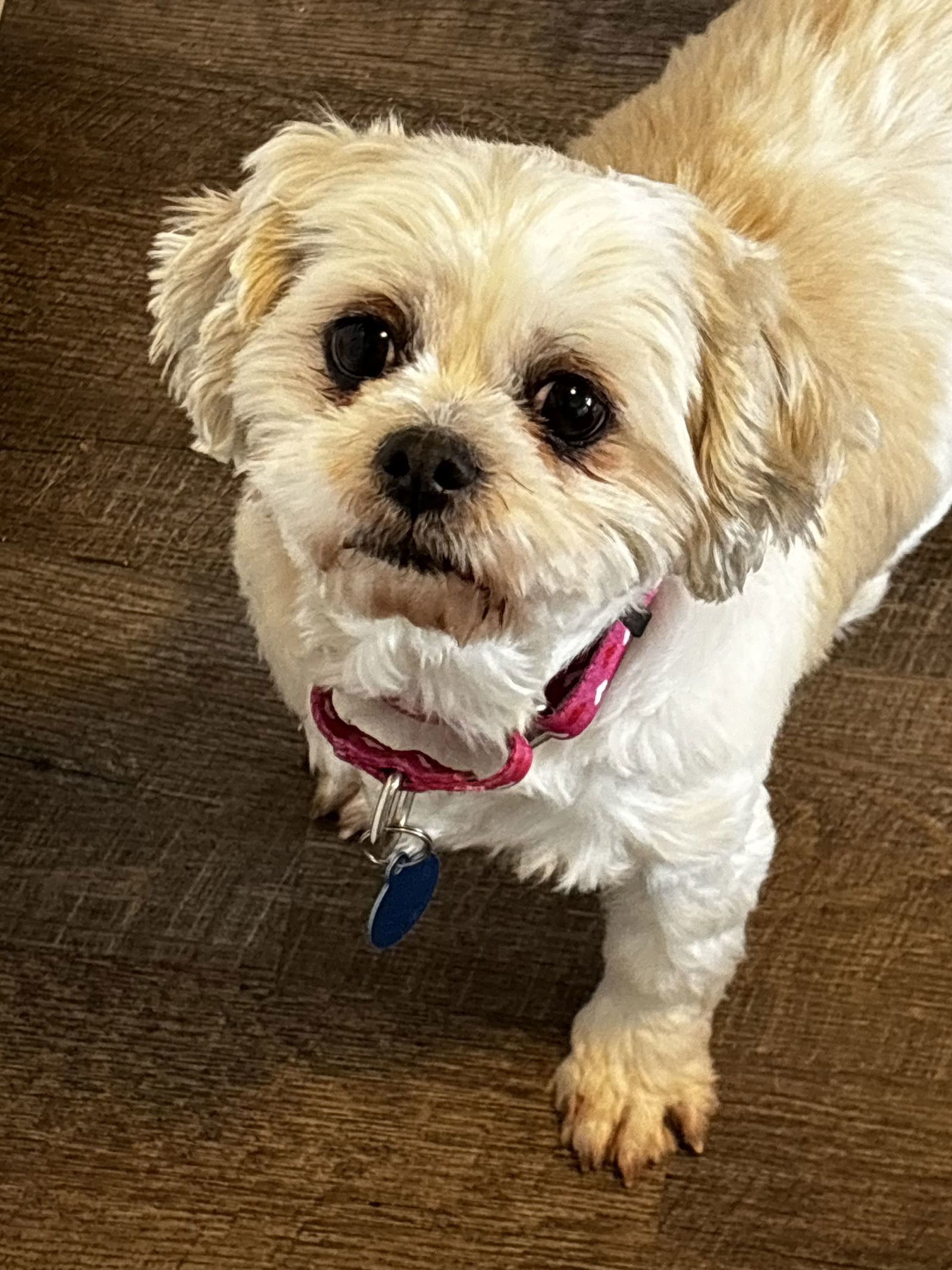 Hattie, an adoptable Shih Tzu in Brandon, SD, 57005 | Photo Image 1