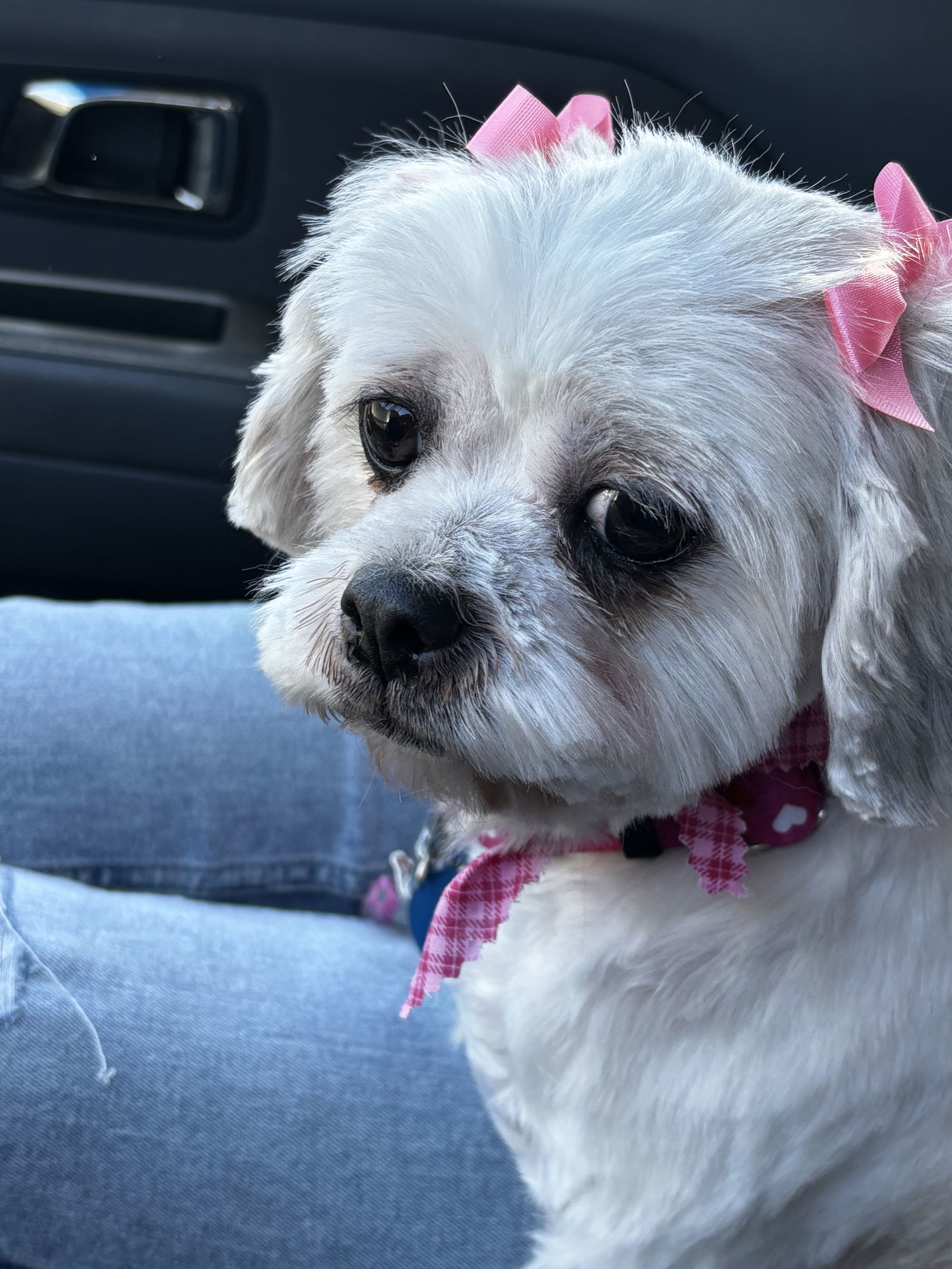 Hattie, an adoptable Shih Tzu in Brandon, SD, 57005 | Photo Image 2