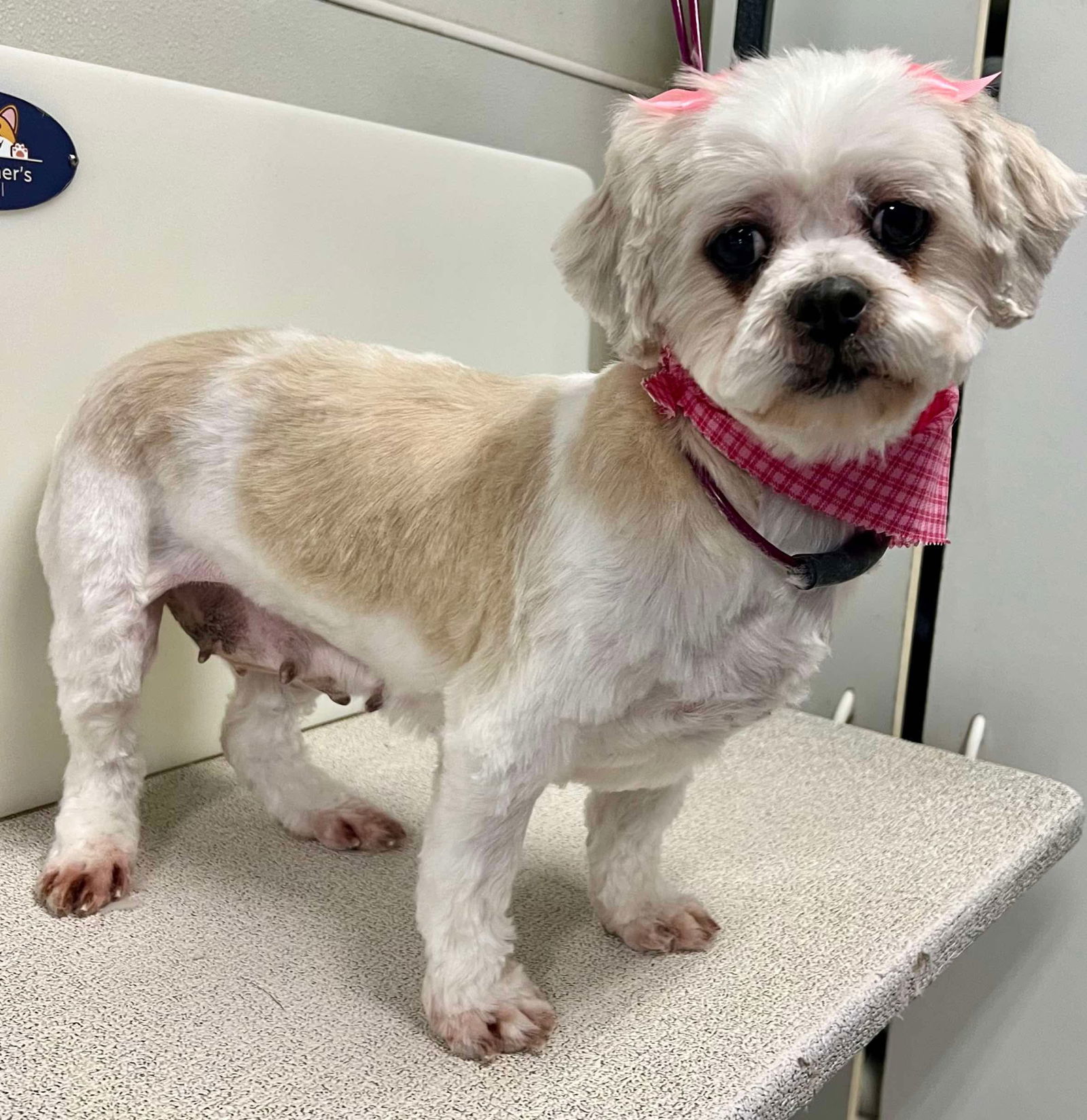 Hattie, an adoptable Shih Tzu in Brandon, SD, 57005 | Photo Image 3