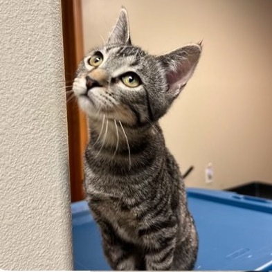 Molly, an adoptable Domestic Short Hair, Manx in Bismarck, ND, 58507 | Photo Image 1