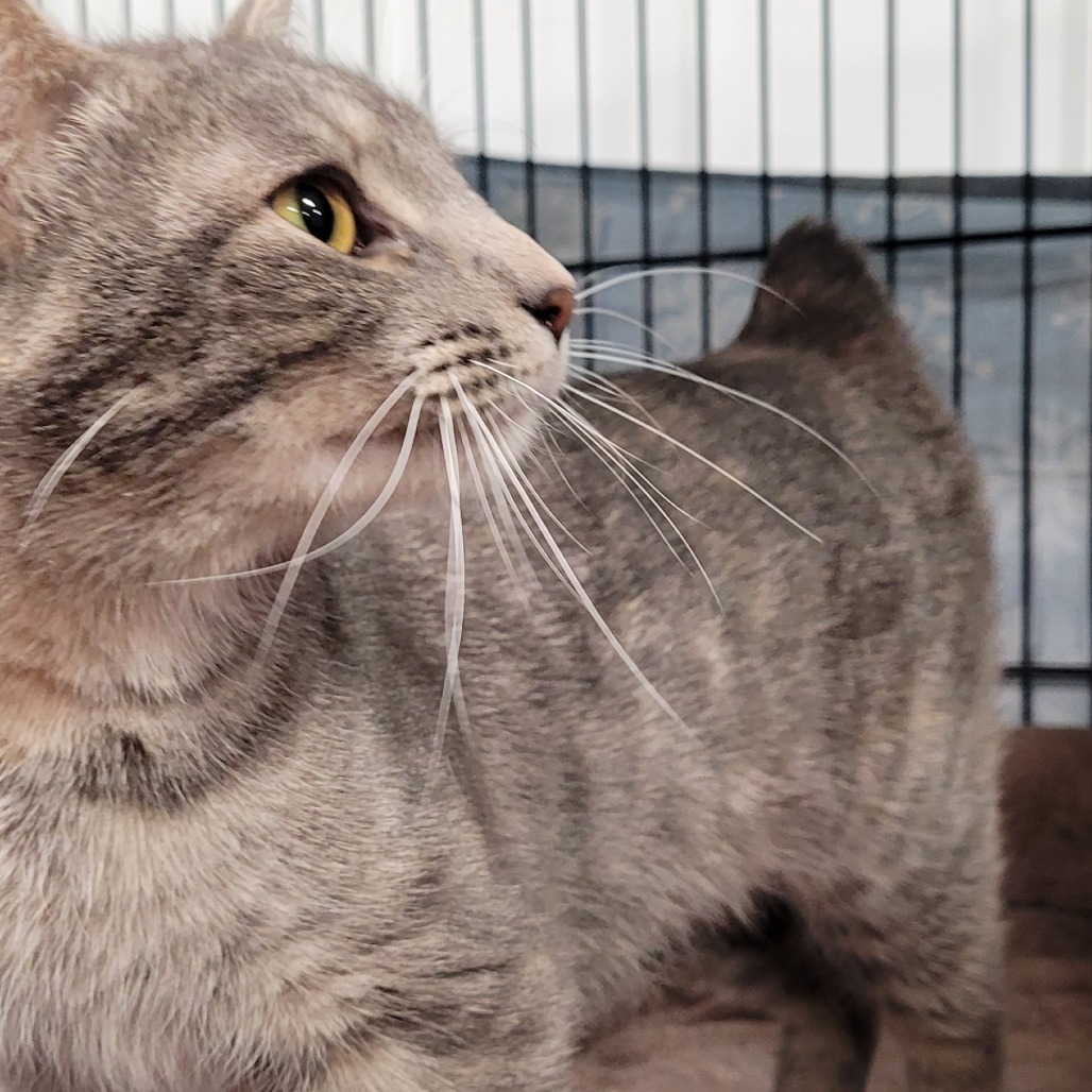 Molly, an adoptable Domestic Short Hair, Manx in Bismarck, ND, 58507 | Photo Image 2
