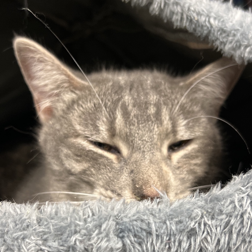 Molly, an adoptable Domestic Short Hair, Manx in Bismarck, ND, 58507 | Photo Image 3