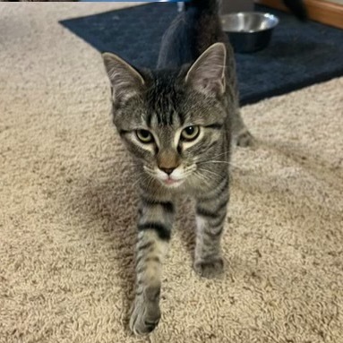 Molly, an adoptable Domestic Short Hair, Manx in Bismarck, ND, 58507 | Photo Image 4