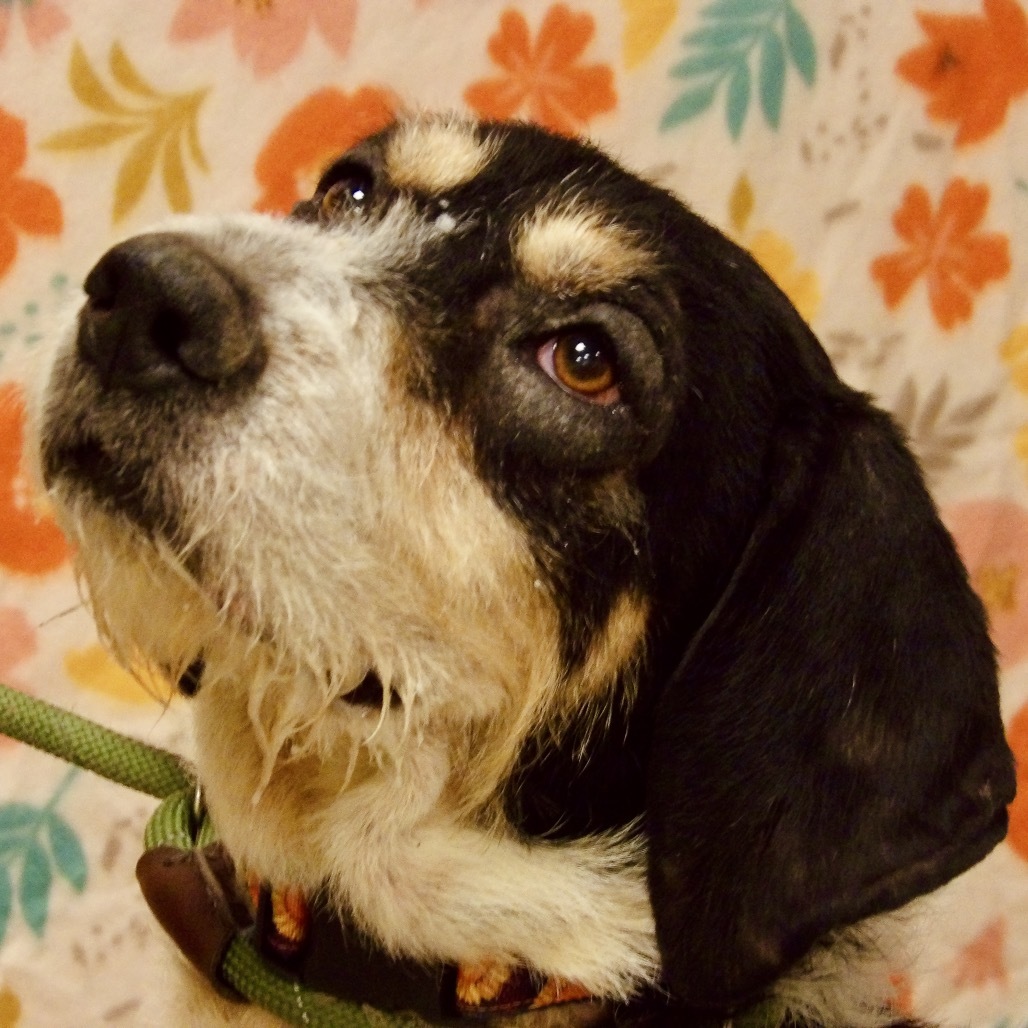 Ollie (In Foster)