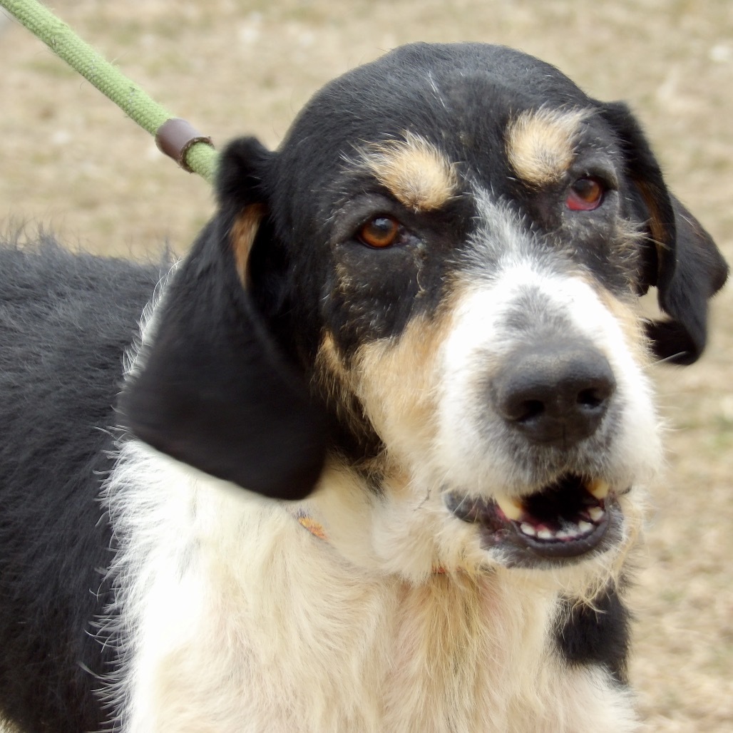 Ollie (In Foster)