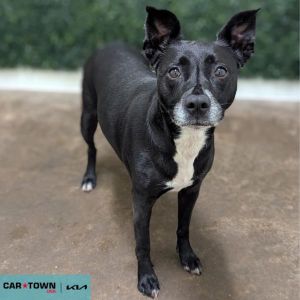 Piper, Adult Female Labrador Retriever