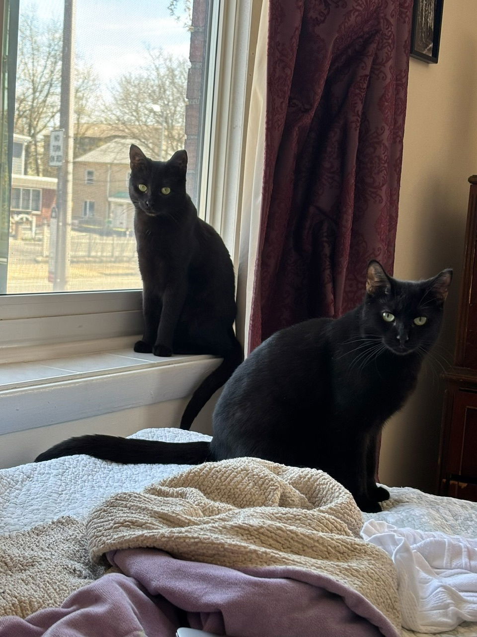 Winnie and Minnie, an adoptable Domestic Short Hair in Somerville, MA, 02145 | Photo Image 1