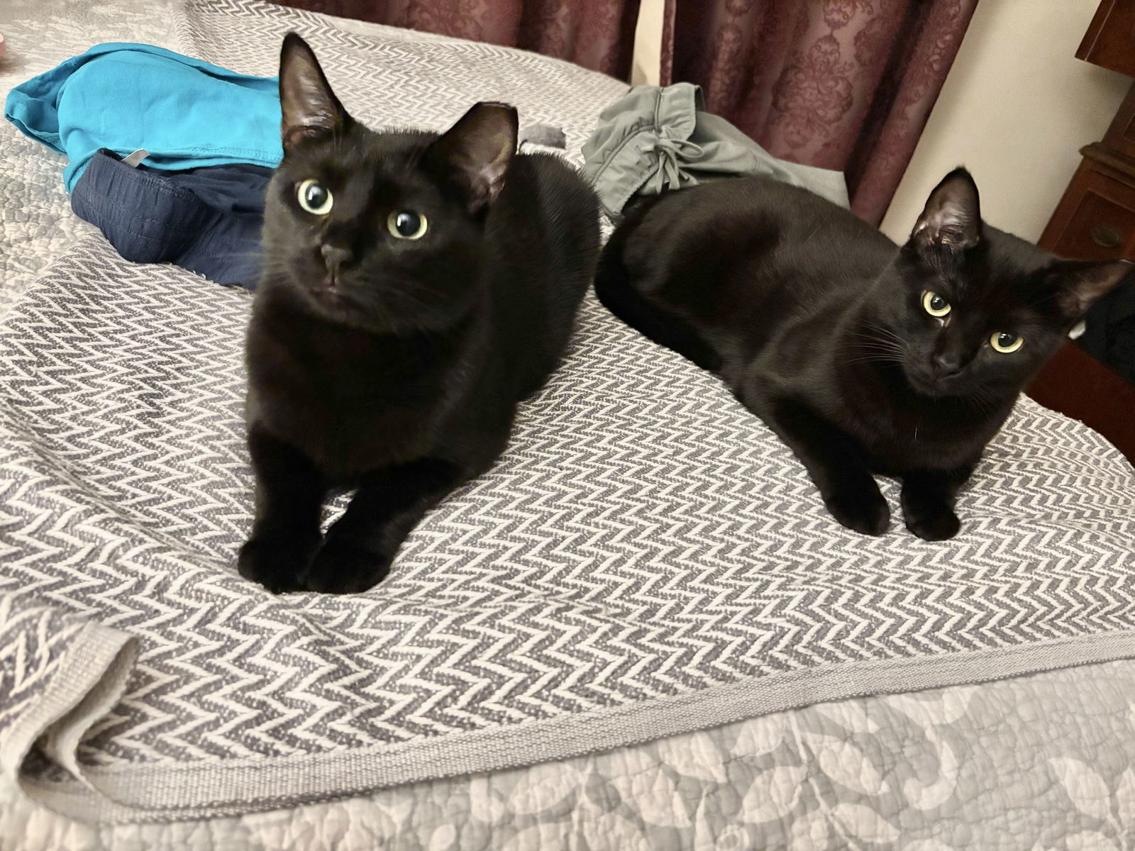 Winnie and Minnie, an adoptable Domestic Short Hair in Somerville, MA, 02145 | Photo Image 2