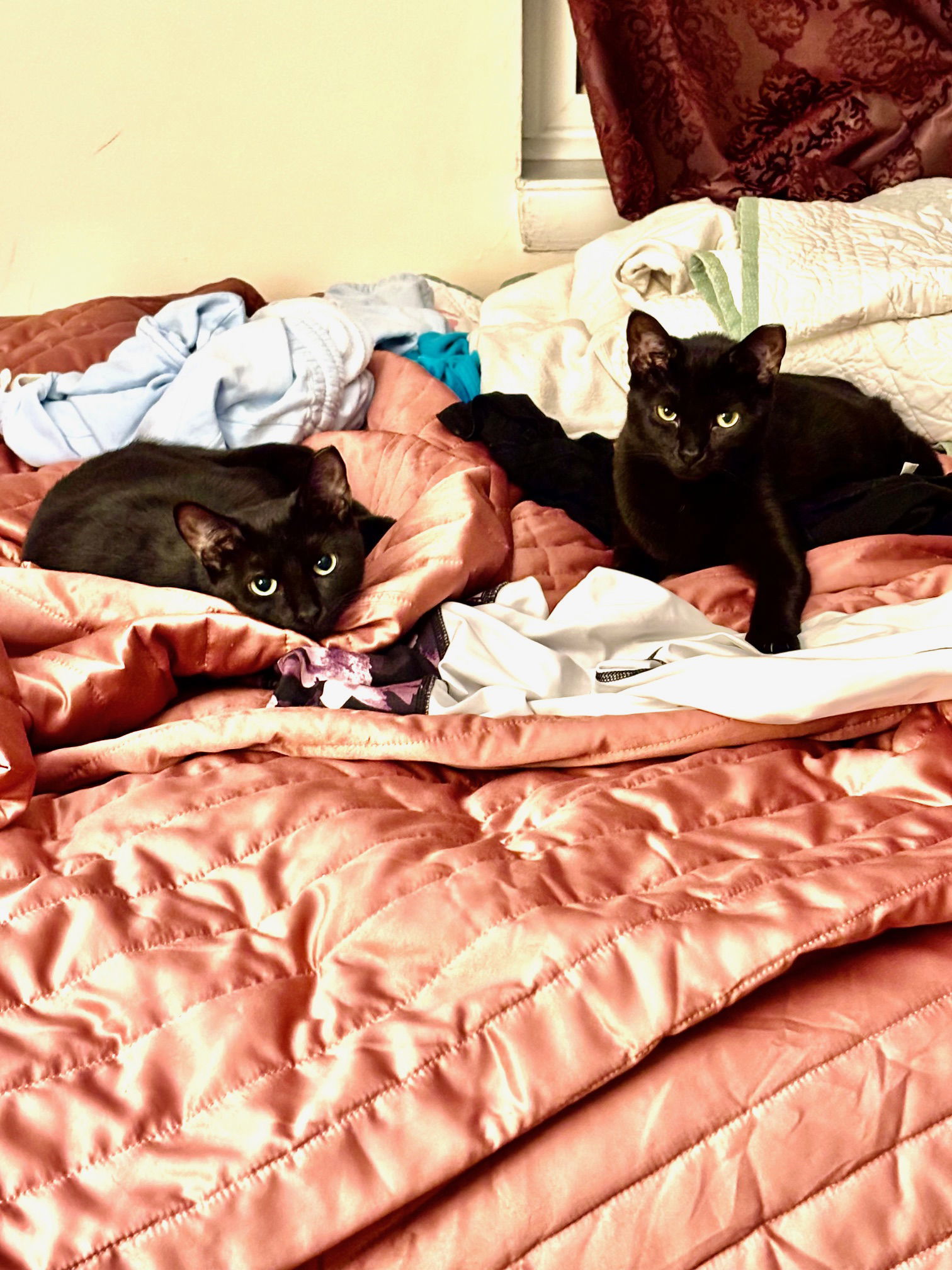Winnie and Minnie, an adoptable Domestic Short Hair in Somerville, MA, 02145 | Photo Image 3