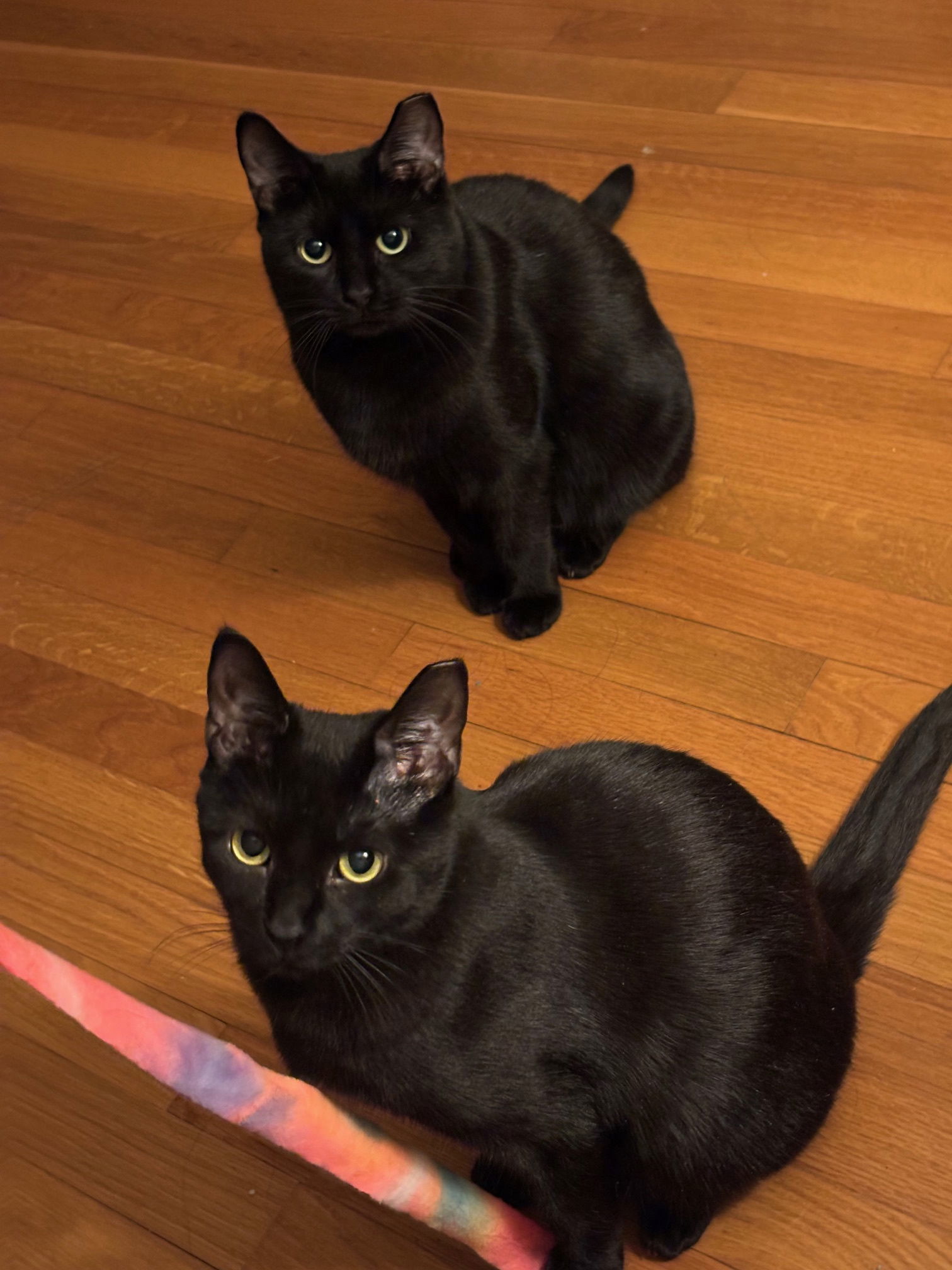 Winnie and Minnie, an adoptable Domestic Short Hair in Somerville, MA, 02145 | Photo Image 3