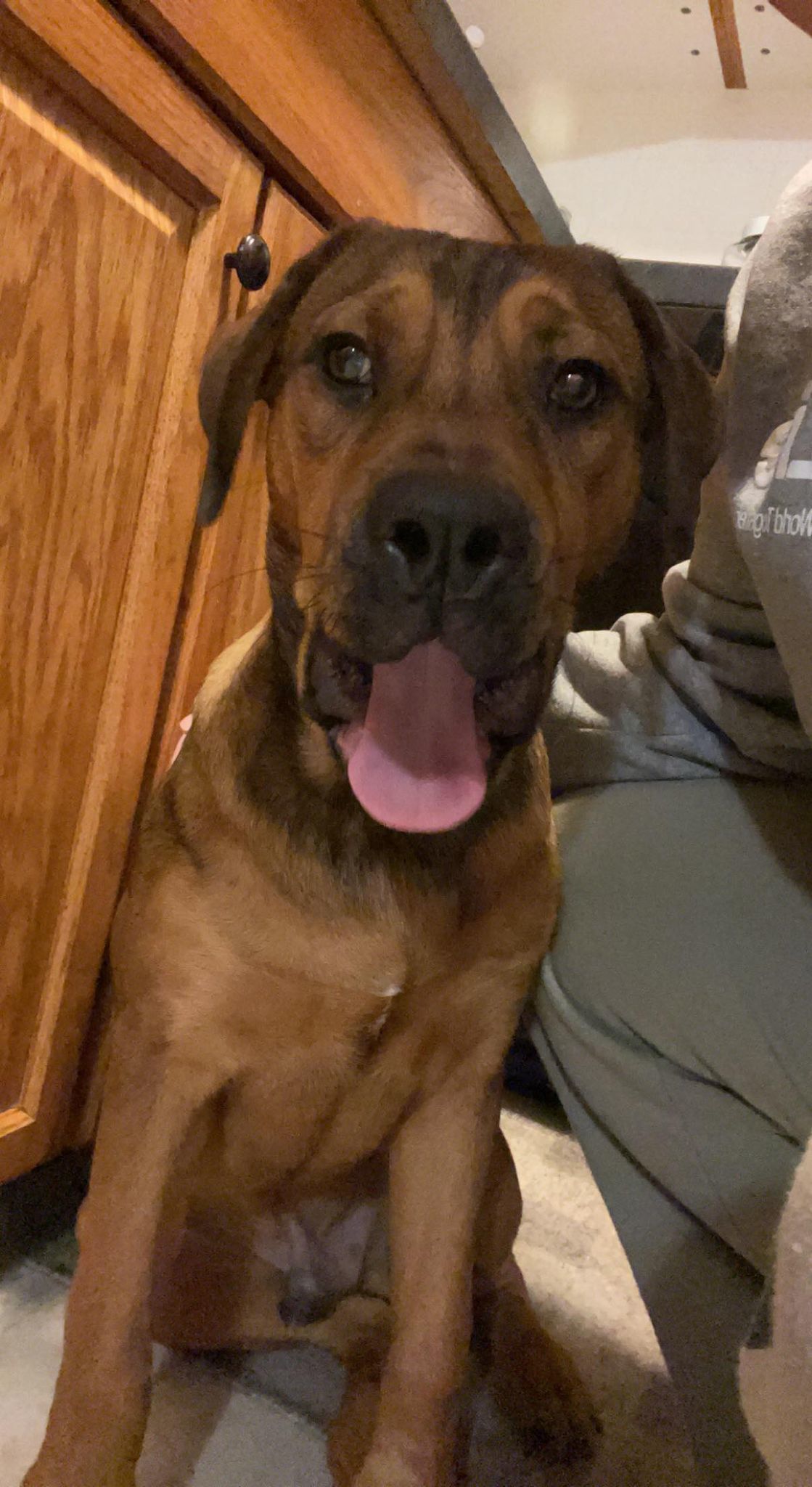 Harry, an adoptable Rottweiler, Pit Bull Terrier in Waterloo, IA, 50703 | Photo Image 1