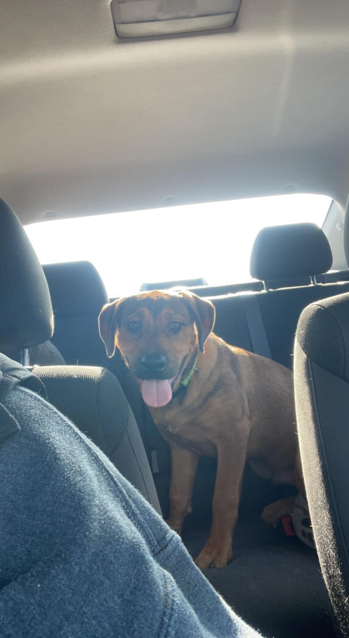 Harry, an adoptable Rottweiler, Pit Bull Terrier in Waterloo, IA, 50703 | Photo Image 2