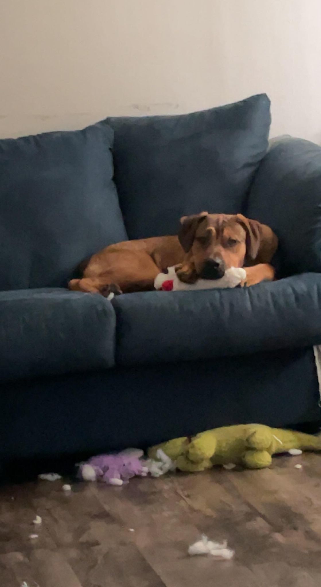 Harry, an adoptable Rottweiler, Pit Bull Terrier in Waterloo, IA, 50703 | Photo Image 3