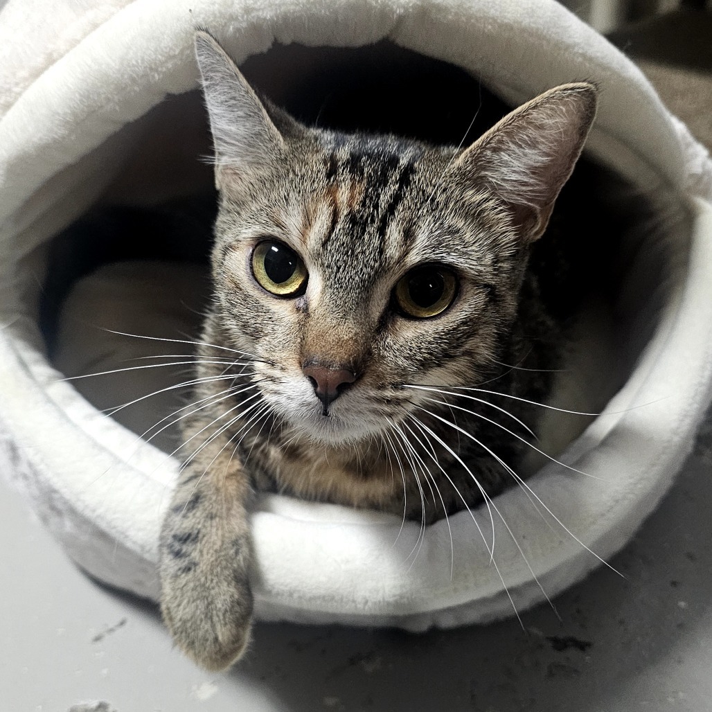 Lluvia, an adoptable Domestic Short Hair in Laredo, TX, 78045 | Photo Image 1