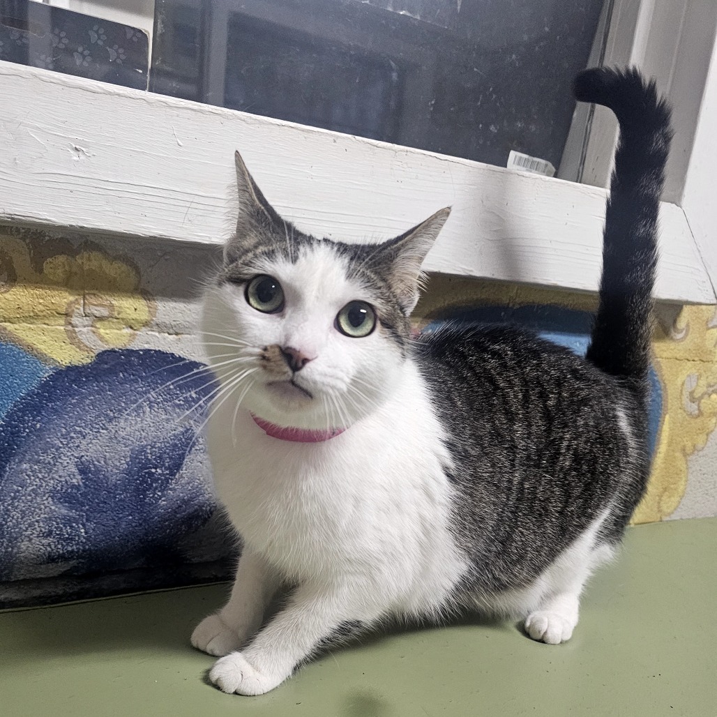 Ashley, an adoptable Domestic Short Hair in Laredo, TX, 78045 | Photo Image 2