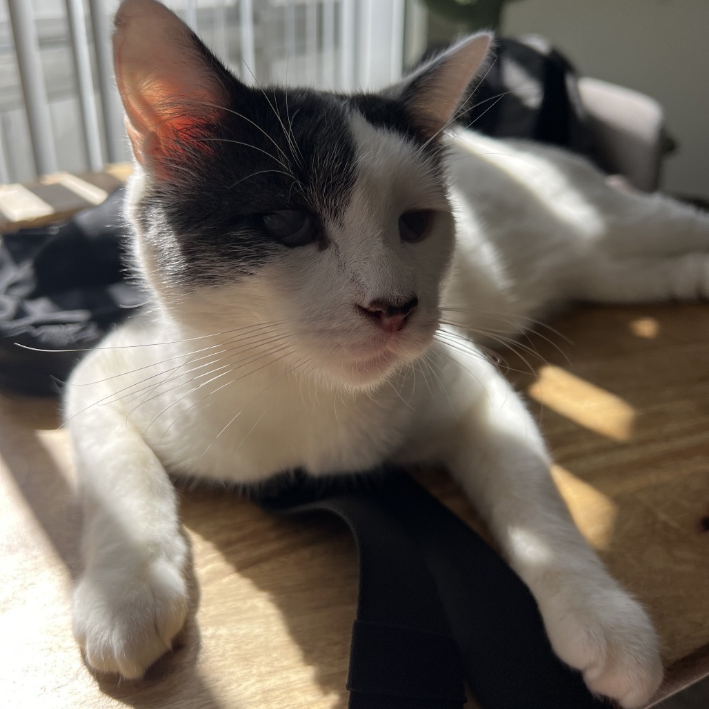 Domino