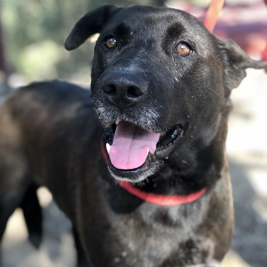 Gus