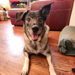 Denise, Senior Female German Shepherd Dog