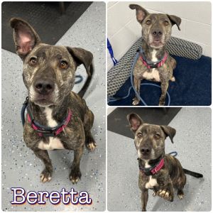 Beretta - SPONSORED