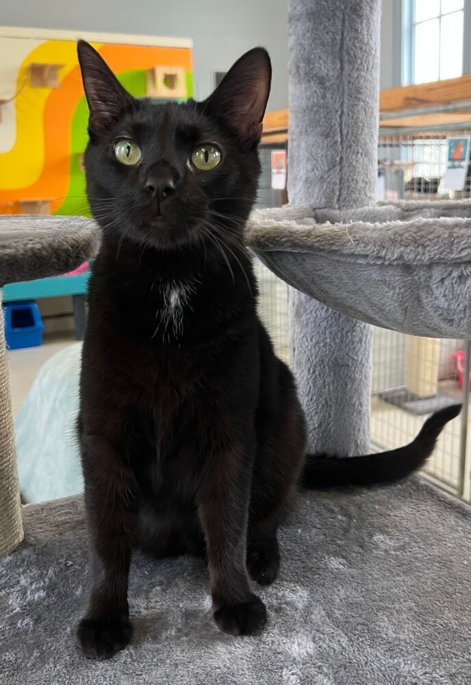 Zuko, an adoptable Domestic Short Hair in McPherson, KS, 67460 | Photo Image 1