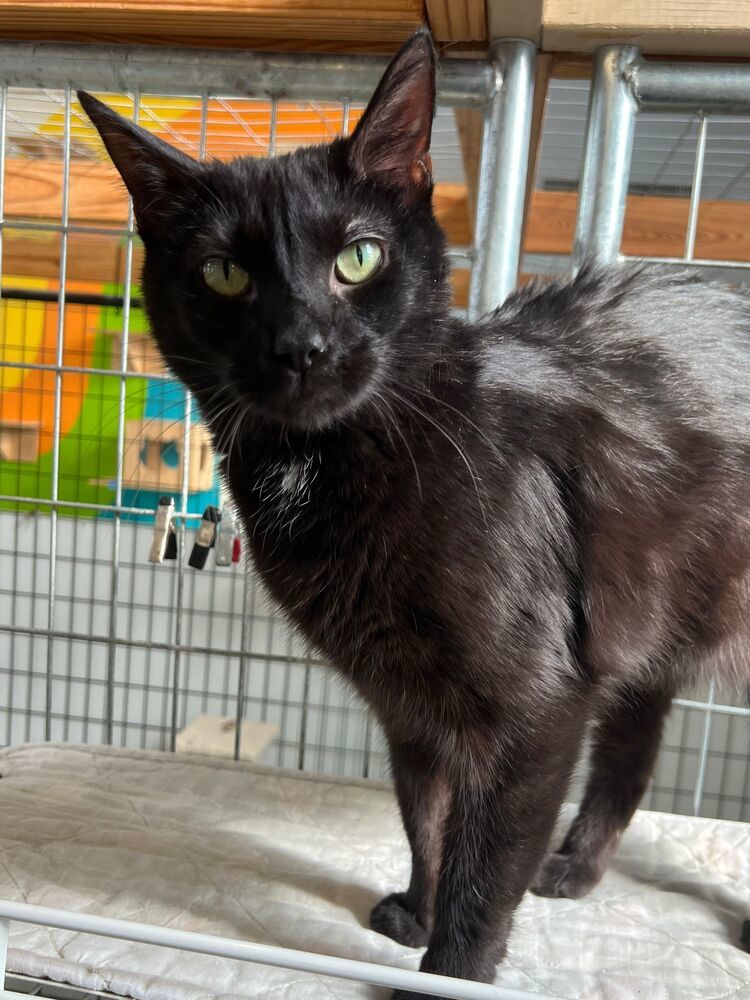 Zuko, an adoptable Domestic Short Hair in McPherson, KS, 67460 | Photo Image 2