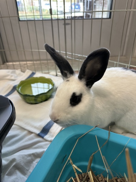 Maple - Companion To Aspen