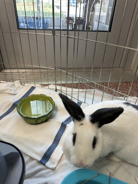 Maple - Companion To Aspen